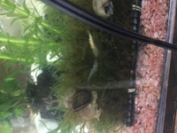 選択した画像 ミナミヌマエビ 白い 動かない ミナミヌマエビ 白い 動かない Duonmo