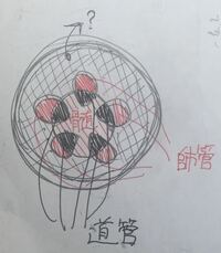 双子葉類の茎の断面図 初歩的な質問 汚い図ですいません 双子葉類の茎の Yahoo 知恵袋