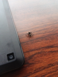 このクモみたいな虫は何ですか 足が6本しかないので蜘蛛の足がとれたのでし Yahoo 知恵袋