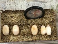 至急有精卵亀の卵についてです この写真亀の卵はカビてますか アド Yahoo 知恵袋