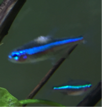 ネオンテトラの背びれの辺りが白くなっているのですが 病気でしょうか また 病気 Yahoo 知恵袋