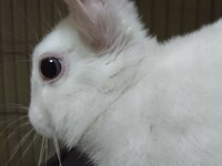 ウサギの目の色についつて うちのウサギさんは真っ白です 目の色がお母さんウサギ Yahoo 知恵袋