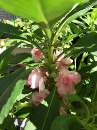 ホウセンカについて 今学校から持ち帰ったホウセンカを子どもが育て 観 Yahoo 知恵袋