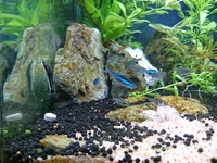 ネオンテトラの背びれに 白い斑点のようなもの ネオン病や穴あき病などを疑ったが Yahoo 知恵袋