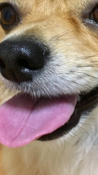 コレクション 犬 ベロ 白い ただかわいい犬