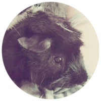 今日モルモットがピーマンを食べてる途中 ぐぁ という声を出したのですがこ Yahoo 知恵袋