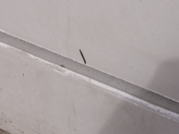 最近 家内のコンクリート壁に小さな虫が大量発生してコンクリート壁にくっつ Yahoo 知恵袋