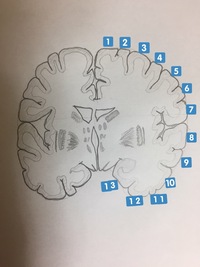 鼻の下の溝の名称と役割を教えて下さい 溝は 人中 じんちゅう にんちゅ Yahoo 知恵袋