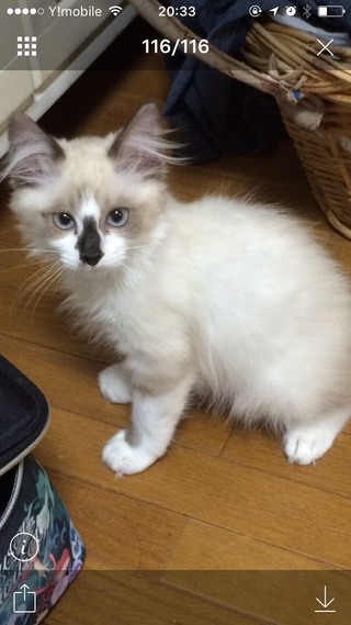 はじめて質問させて頂きます 早速ですが 先日子供がラグドールの子猫を里親さんか Yahoo 知恵袋