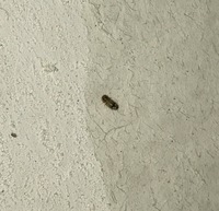 閲覧注意虫画像有り 部屋の壁に小さい幼虫 のようなものがいました 小さくて見 Yahoo 知恵袋