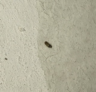 閲覧注意虫画像有り 部屋の壁に小さい幼虫 のようなものがいました 小さくて見 Yahoo 知恵袋