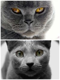 ブリティッシュショートヘアとロシアンブルー どちらも人気のある魅力的な猫さ Yahoo 知恵袋