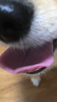 犬の舌が 全体的に白っぽく ビビ割れ の様になっていたり 真ん中に線が入ってい Yahoo 知恵袋