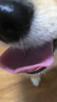 犬の舌が白っぽい気がします 写真は分かりにくいですが 以前はもっと赤 Yahoo 知恵袋