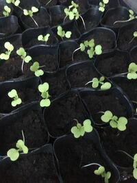 キャベツ 白菜 レタスの苗を作っていますが細くなり心配です これは徒 Yahoo 知恵袋