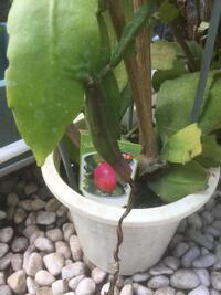 去年の写真ですが 食用月下美人の実です 今年は同日に咲く別株の月下美人がなく Yahoo 知恵袋