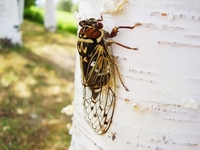 セミの鳴き方が違うのはなんで セミの種類によって鳴き声が全然 Yahoo 知恵袋