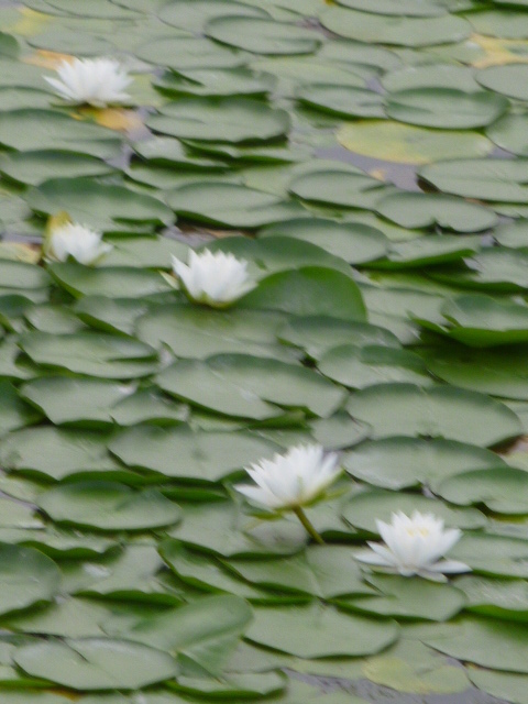 この白い花はハスですかスイレンですか ちなみに蓮と睡蓮の違いは Yahoo 知恵袋