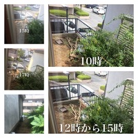 小麦は陽性植物でしょうか 半陰性植物でしょうか 大麦はどうでしょうか 教えて Yahoo 知恵袋