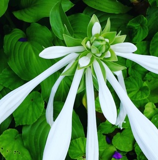 白くて細長い花びらがある綺麗な花があるのですが 花の名前がわかりません どなた Yahoo 知恵袋