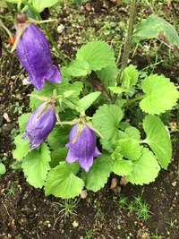 今年買ったホタルブクロなのですが 違う葉っぱが出てきています 何かわ Yahoo 知恵袋