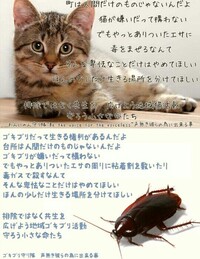 猫虐待防止のためのポスターつくりました どう ポスターなら Yahoo 知恵袋