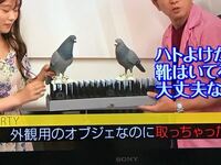 めちゃイケでジャルジャルの後藤の家に行くロケで後藤の家にあった鳩がス Yahoo 知恵袋