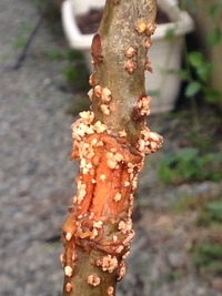 万両 植物 の取り木に初挑戦してみました 5月に幹の皮を剥いて湿らせた水苔を巻 Yahoo 知恵袋