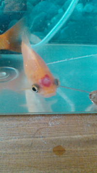 金魚の額の赤い点について 閲覧ありがとうございます 家で金魚を3匹飼って Yahoo 知恵袋