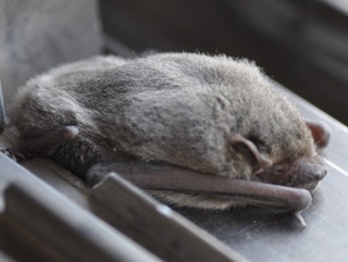 知人の２階の雨戸をあけたらこんなかわいい動物がいました 蝙蝠だと思い Yahoo 知恵袋