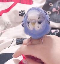 セキセイインコって急になつくものなんでしょうか セキセイインコを飼い始め Yahoo 知恵袋