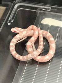 動物の質問です 日本産の蛇 アオダイショウとアメリカの蛇 アカ Yahoo 知恵袋