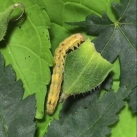 ひまわりの葉が虫に食われました なんていう虫が食べたかおよそでも良いので教えて Yahoo 知恵袋