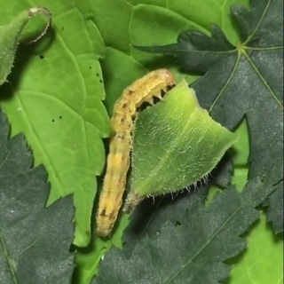 ひまわりについていたこの青虫はなんという種類ですか またどのような葉を食べます Yahoo 知恵袋