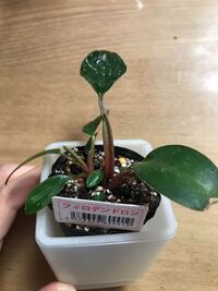 観葉植物に使うヘゴ支柱についてお聞きしたいです フィローデンドロンが伸びてきて Yahoo 知恵袋