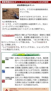 コクワガタが産卵木をかじっているのは産卵していますか コクワガタのメス２ Yahoo 知恵袋