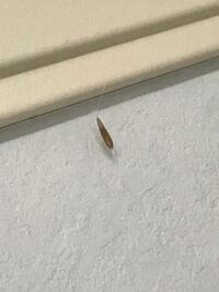 部屋に変な虫がいます これは何か悪さをする虫ですか 教えて 住まいの先生 Yahoo 不動産