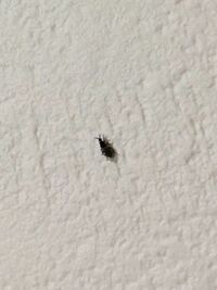 家の中に虫がでます 畳 廊下など 小さい黒い虫で沢山います 潰すと紫 Yahoo 知恵袋