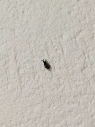 家の中にこの小さな黒い虫がたくさん飛んでいます この虫はなんですか 進入経路 Yahoo 知恵袋