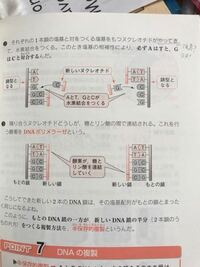 生物基礎の質問です Dna の時に二重らせん構造をすると思 Yahoo 知恵袋