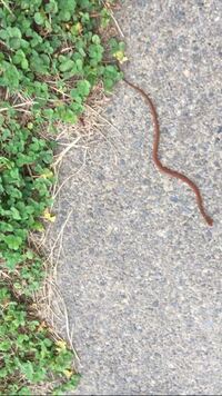 家の庭に出現した赤いヘビ あまし見た事がありません 教えてくださ Yahoo 知恵袋