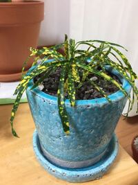 クロトン観葉植物が何故か葉がシナッテしまい枯れてしまいそうで Yahoo 知恵袋