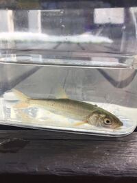 子どもが近所の川で捕まえて来たのですが なんというお魚でしょう Yahoo 知恵袋