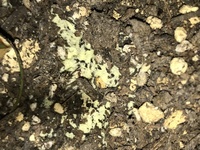 観葉植物の土について教えてください ドラセナの根元の土の中に カビのような卵の Yahoo 知恵袋