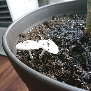 観葉植物に白いキノコが生えてきました なんというキノコでしょうか ほっとけば枯 Yahoo 知恵袋