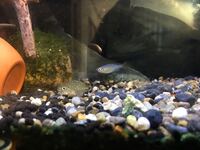 ネオンドワーフレインボーの稚魚について教えてください 先日ネオンドワーフ Yahoo 知恵袋