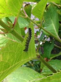 閲覧注意 毛虫の写真あり庭に毛虫が発生しましたが種類が分かりません アメリカ Yahoo 知恵袋