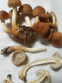 このきのこの名前はなんですか 針葉樹の根元にありました 茎の中 Yahoo 知恵袋