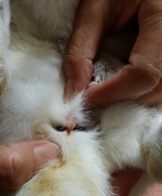 うさぎの肛門周り黒い堅い塊は何ですか 特に異臭を放ってるという訳では有りません Yahoo 知恵袋