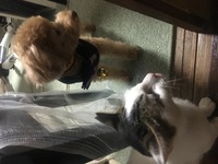 犬が新入り猫を追いかけ回すので 猫が嫌がってます 猫的には 同じ部屋にいても追 Yahoo 知恵袋